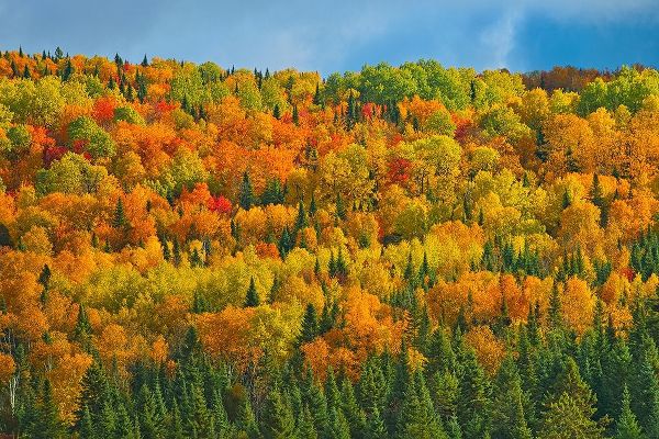 Canada-New Brunswick-Saint-Joseph Forest in autumn foliage